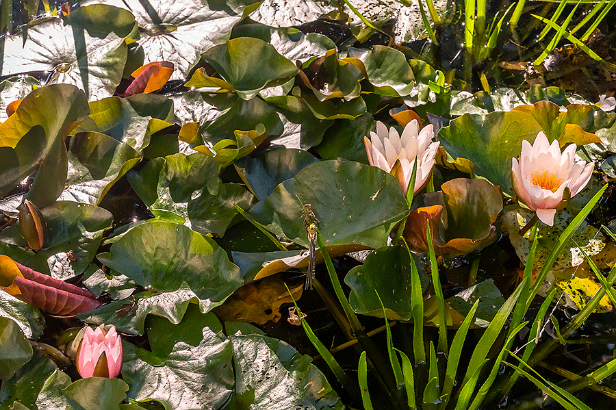 28. Juni 2020 - Seerosen in unserem Vorgartenbiotop mit Libellenjungfer.
